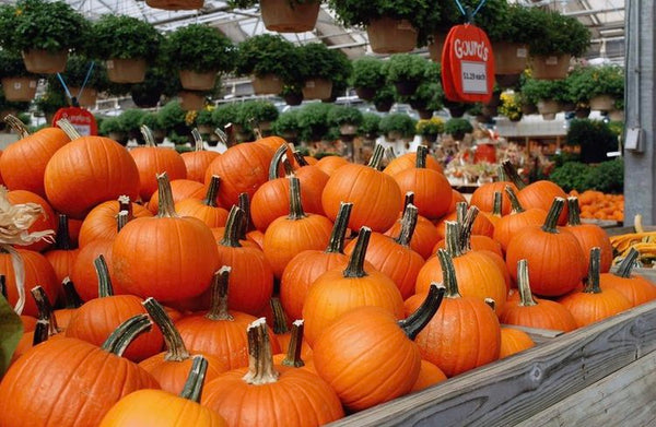 Pittsburgh Pumpkin Patches You Need to Visit This Fall